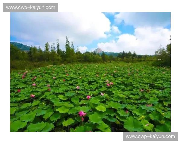 仙台vs天鹅:一场跨越山海的温柔邂逅 仙台vs天鹅:一场跨越山海的温柔邂逅